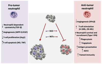 Neutrophils as Orchestrators in Tumor Development and Metastasis Formation